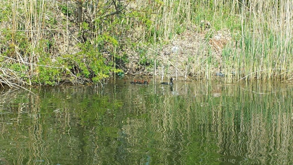 Card de lisite cu pui