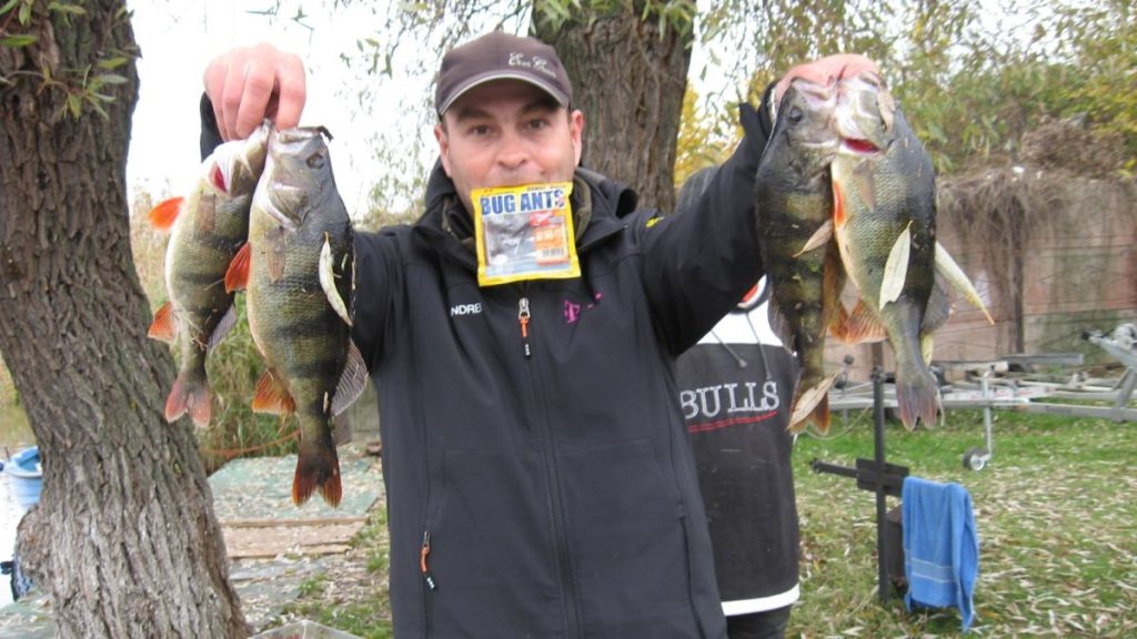 Super bibani din concursul APC21