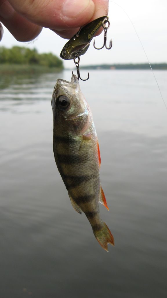 biban-cicada-concurs1