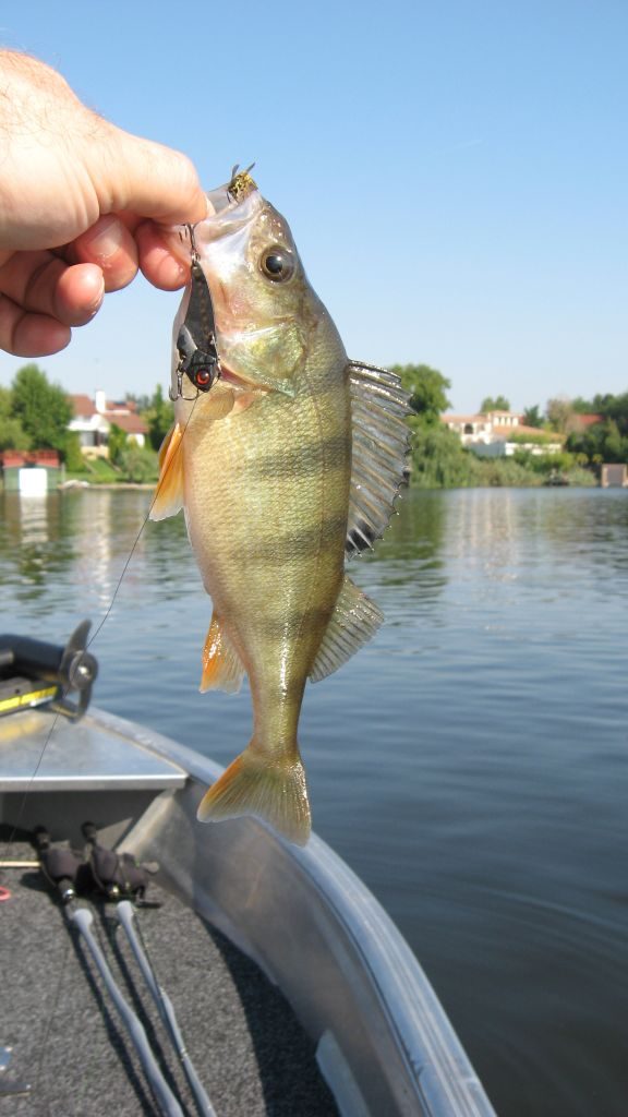 biban-cicada-concurs4