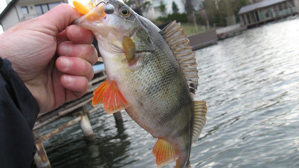 biban-pocnitoare-la-racusor-montat-pe-offset