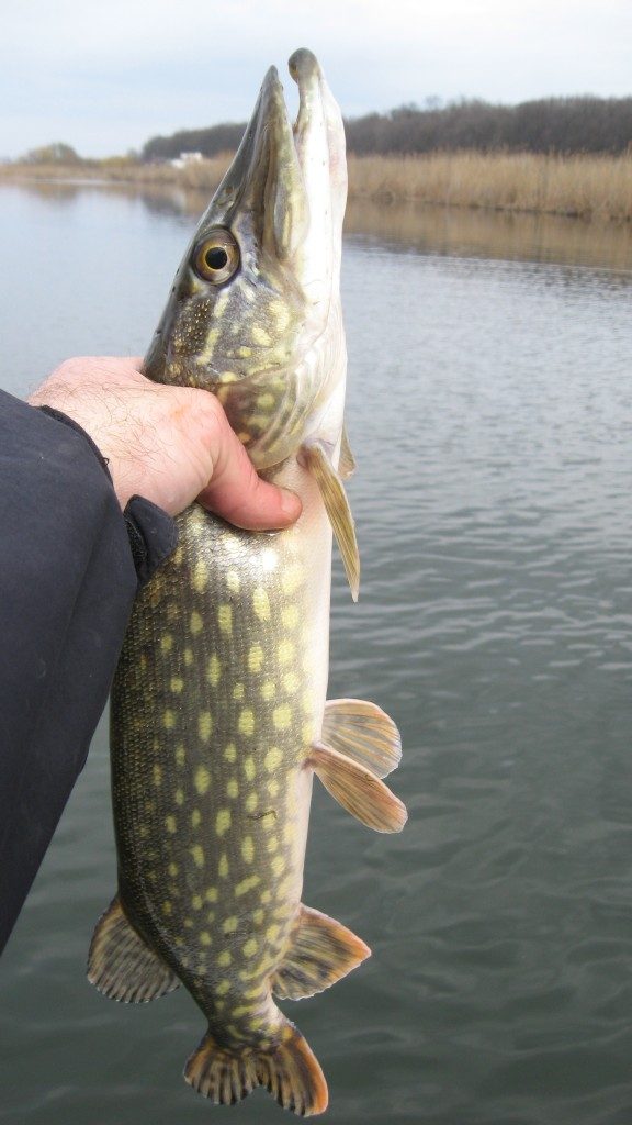 o-prima-stiuca-mai-intremata-pe-intinsura-de-la-astoria