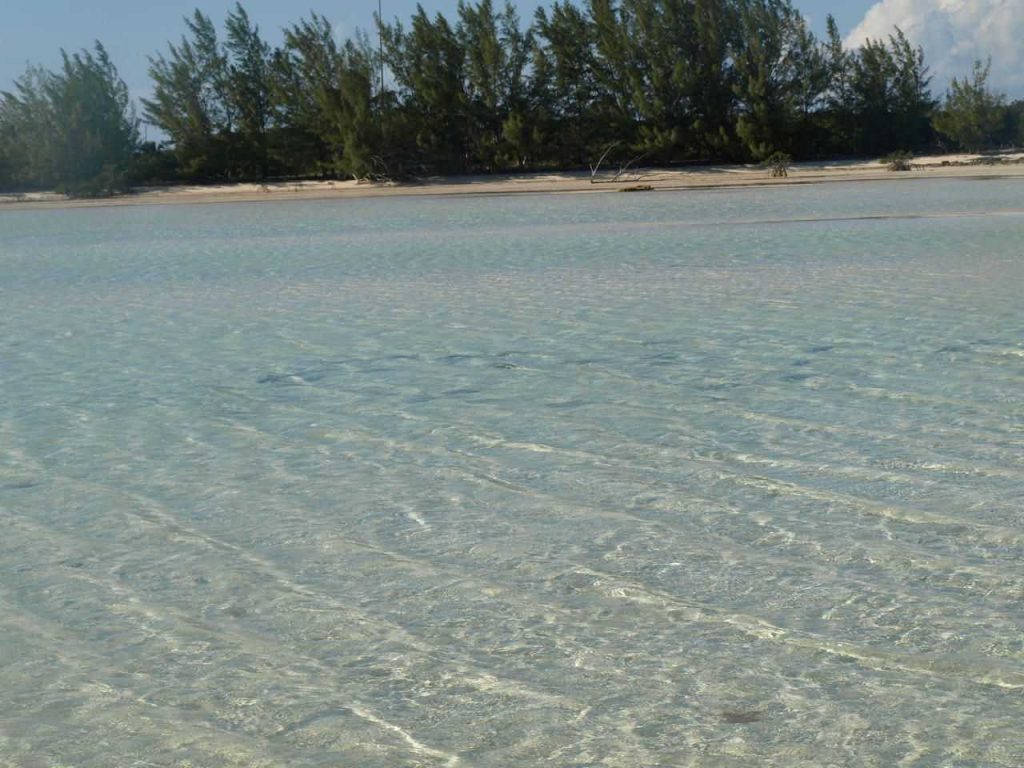 school-of-north-eleuthera-bones-photo-by-jermaine-kemp