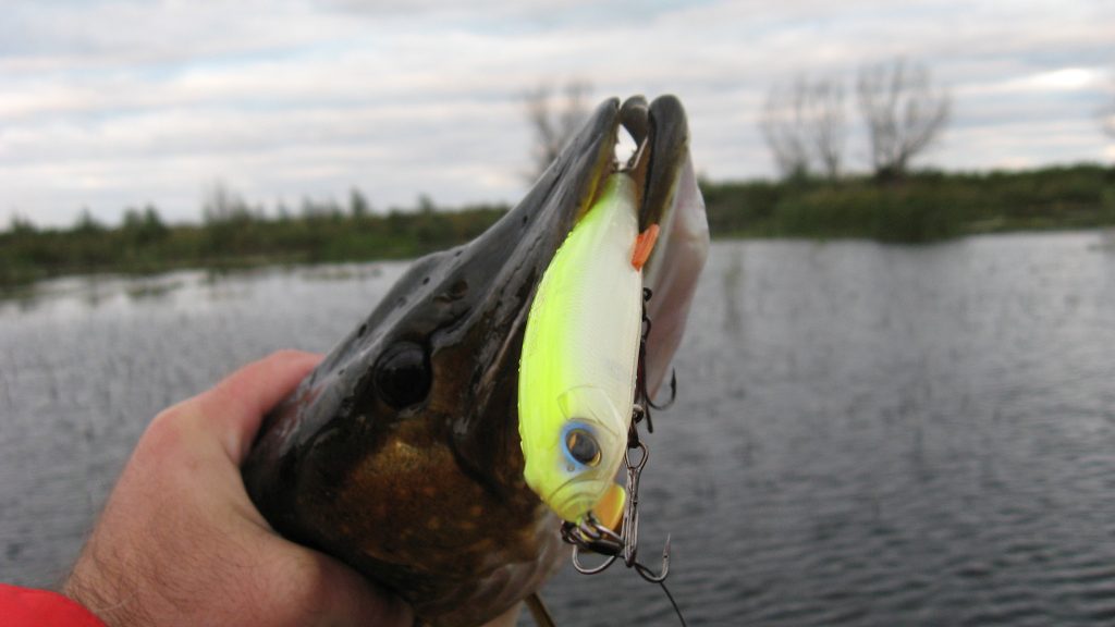 delta-force-topwater-ops_imakatsu