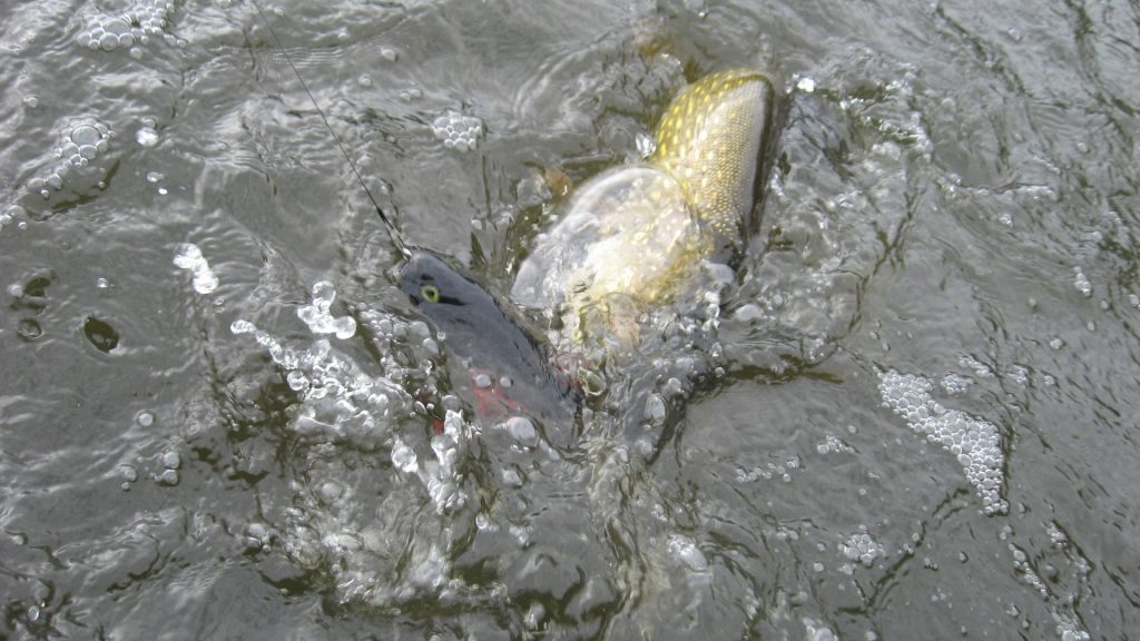 delta-force-swimbait-ops_25