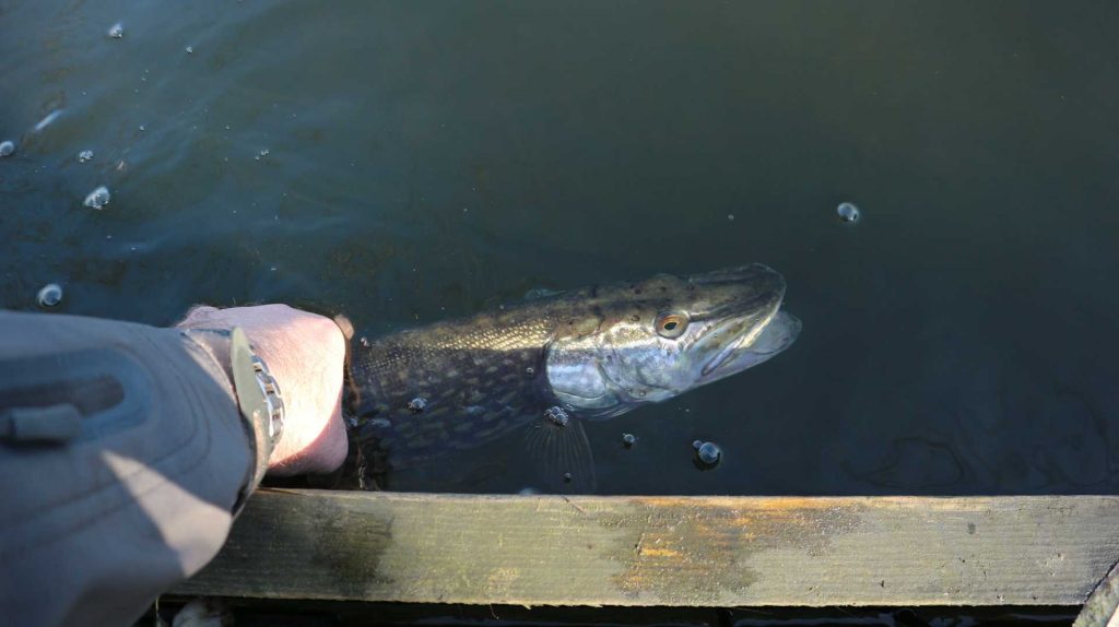 Știuci la zero grade